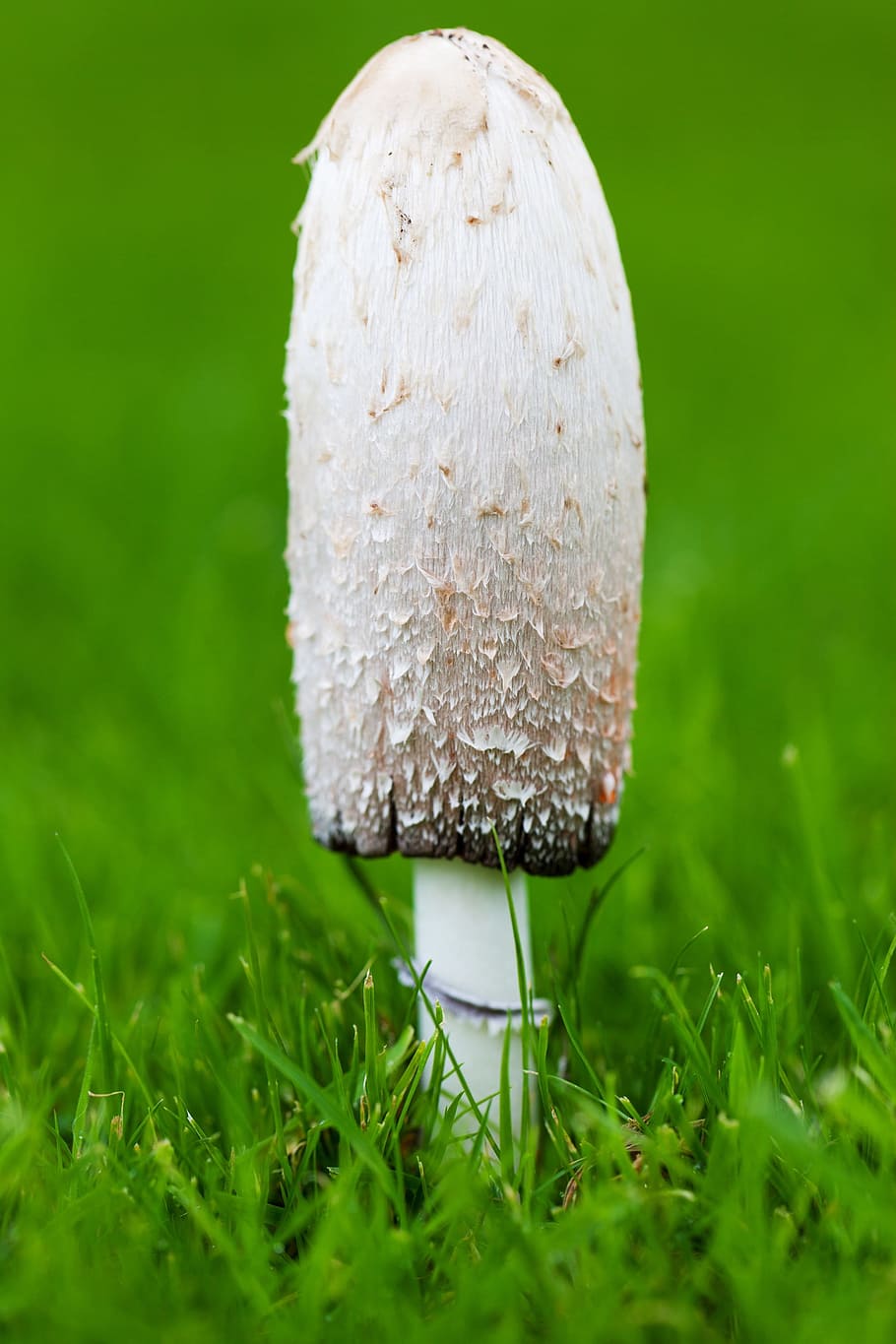 Autumn, Cap, Close-Up, Fall, Food, fungus, grass, green, grow HD wallpaper
