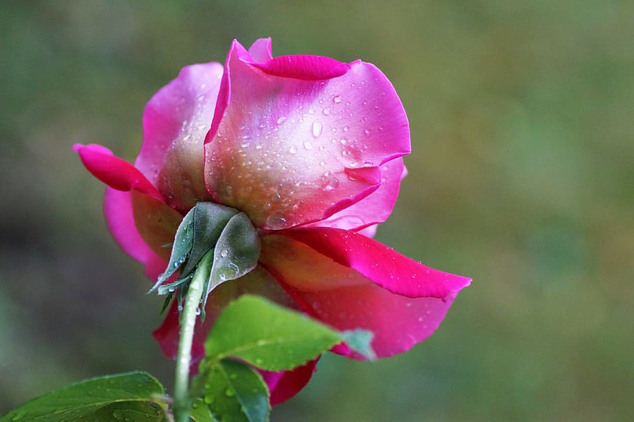 Rose, Bud, Garden, Pink, blossoming, rose flower, romance, petals HD wallpaper