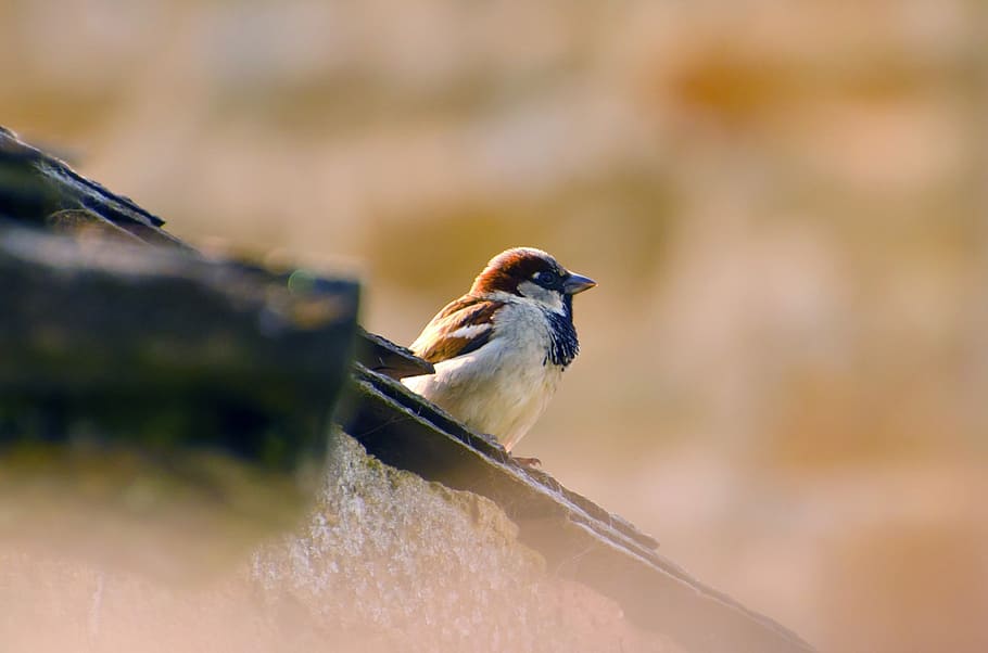 aviator, bird, fly, wings, feather, wildlife, beak, dom, outdoor HD wallpaper