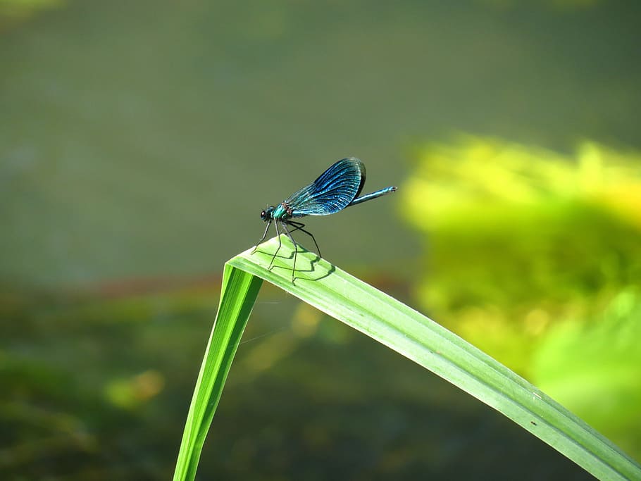 nature, insect, leaf, summer, dragonfly, banded demoiselle HD wallpaper