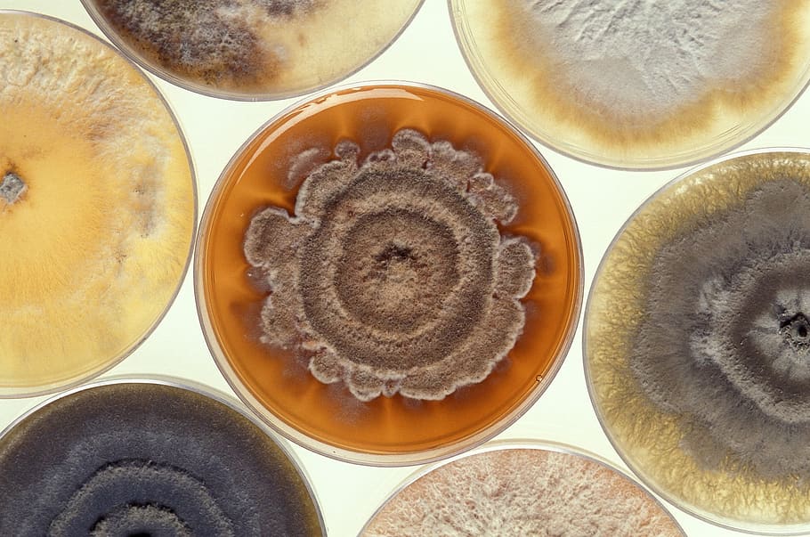 mold-growing-petri-dishes-cultures.jpg