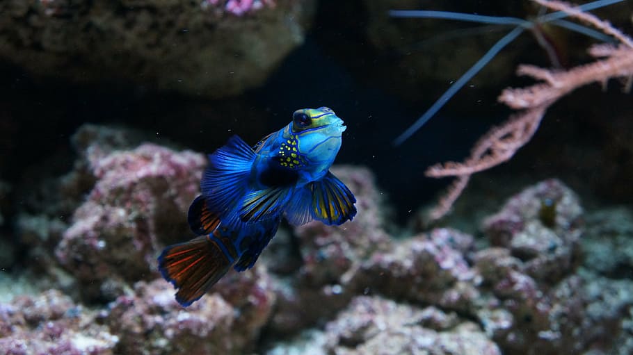 fish, blue, water, aquarium, fish tank, decorative, animal wildlife HD wallpaper
