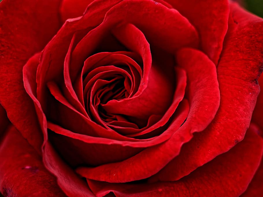 closeup photo of Red Rose Flower, rose blooms, valentine's day HD wallpaper