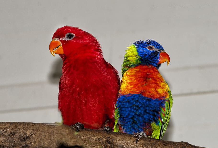 rainbow lorikeet, lori red, rainbow parrot, colors, beak, bird, HD wallpaper