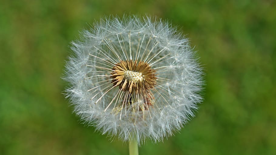 dandelion, seeds, nature, macro, common dandelion, blossom HD wallpaper
