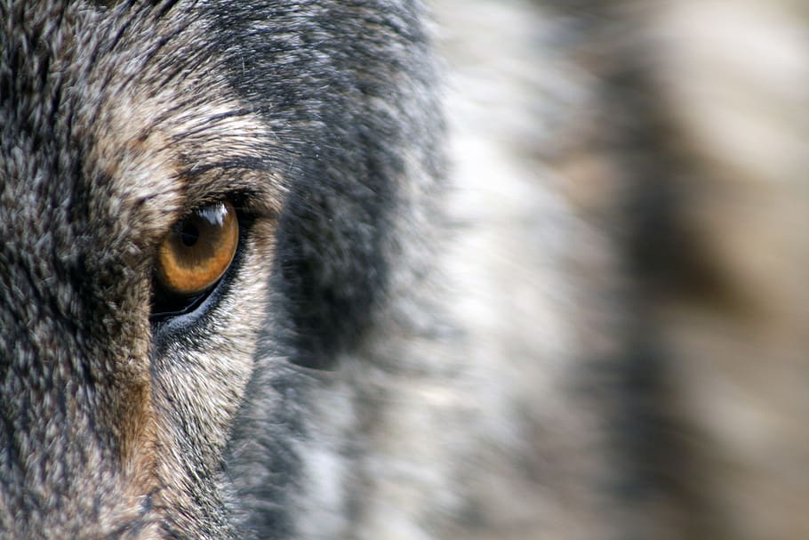 close-up photo of brown and gray animal, wolf, eye, fur, wild, HD wallpaper