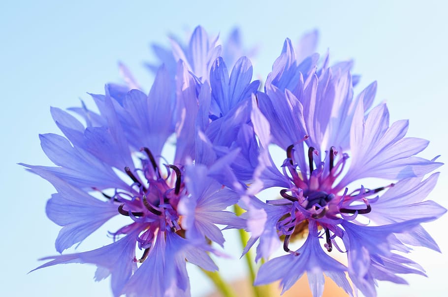 closeup photography of purple flower, cornflower, blue, violet HD wallpaper