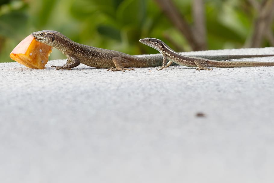lizard, feeding, madeira, reptile, one animal, animal wildlife HD wallpaper