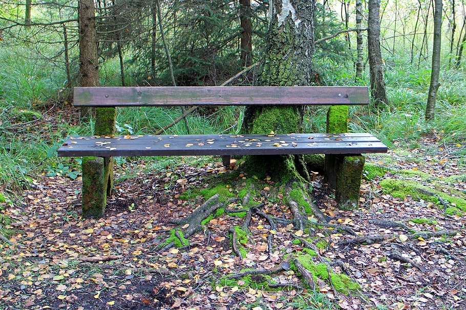 bank, wooden bench, seat, nature, forest, out, sit, click, tree root, HD wallpaper