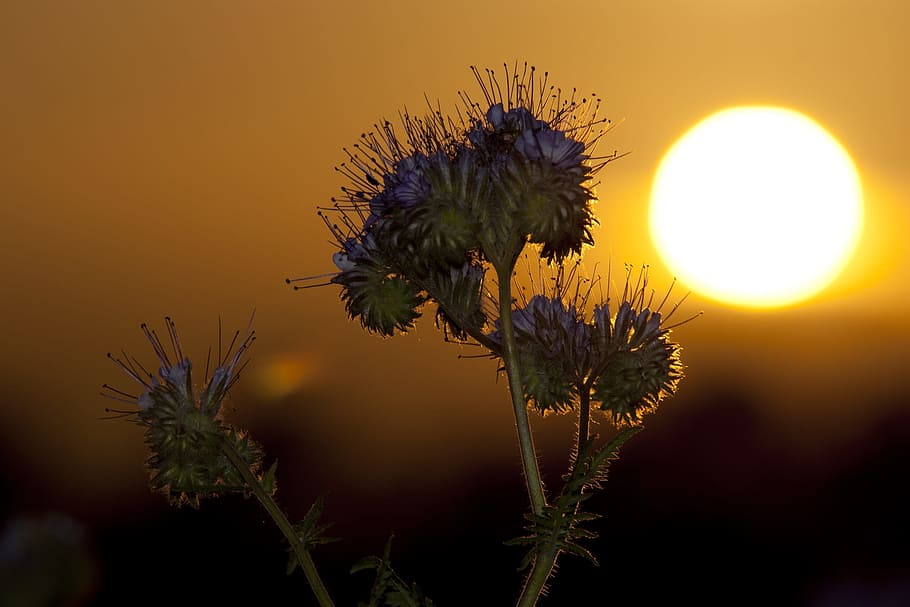 Sunset, Phacelia, Field, abendstimmung, bees, lighting, nature HD wallpaper