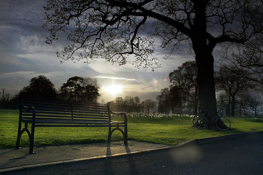 Park, Bench, Golden, Hour, Sunlight, outdoor, nature, summer HD wallpaper