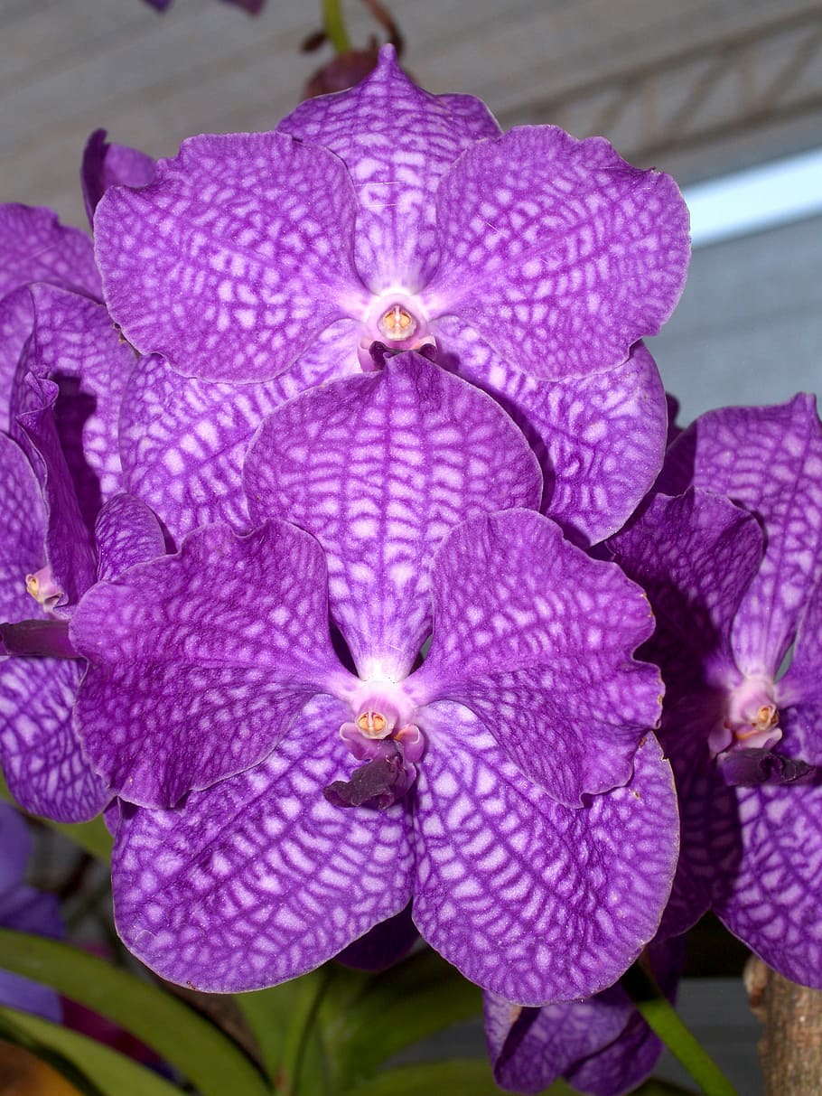 Orchid, Flower, Violet, Flora, bright, growth, decoration, bud HD wallpaper