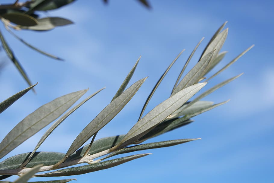 close-up photo of green leafed plant, olive, branch, leaves HD wallpaper