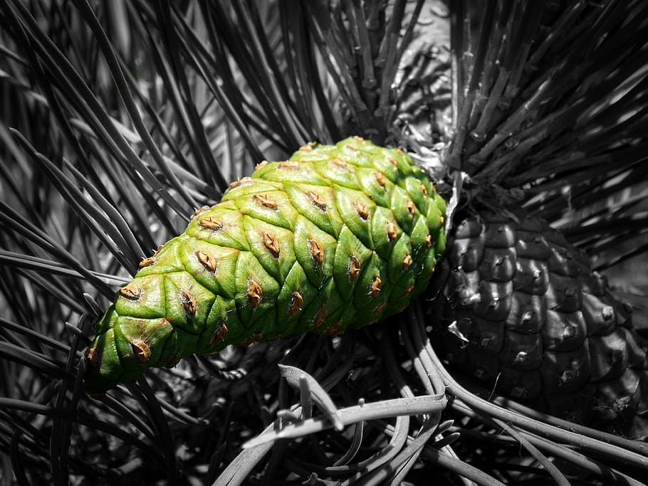 cone, forest, pine, summer, evergreen tree, detail, green color HD wallpaper