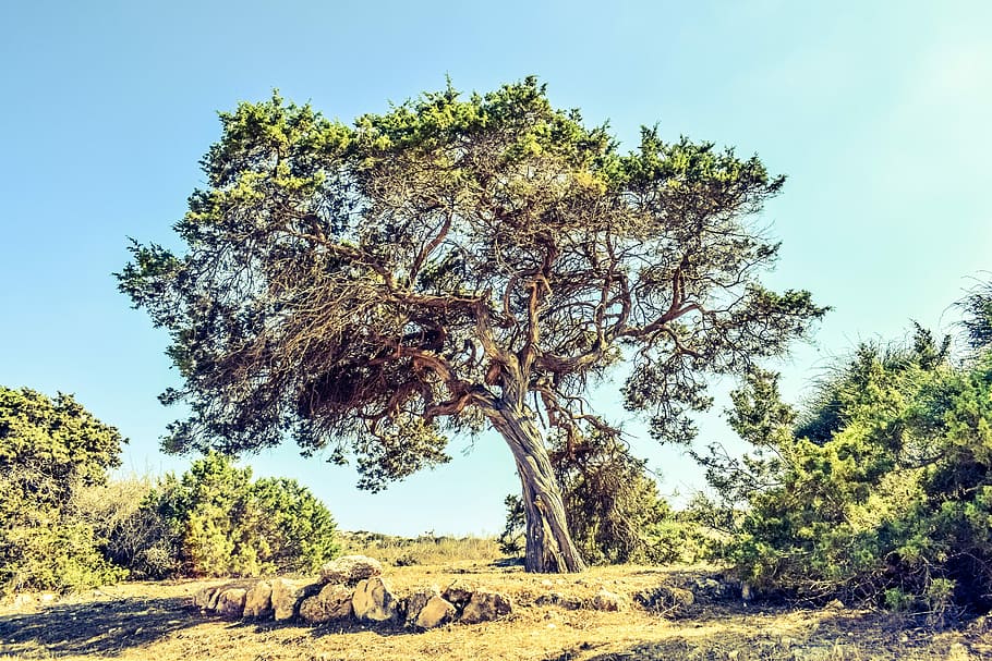 Cyprus, Cavo, Tree, Landscape, cavo greko, nature, nature landscape HD wallpaper