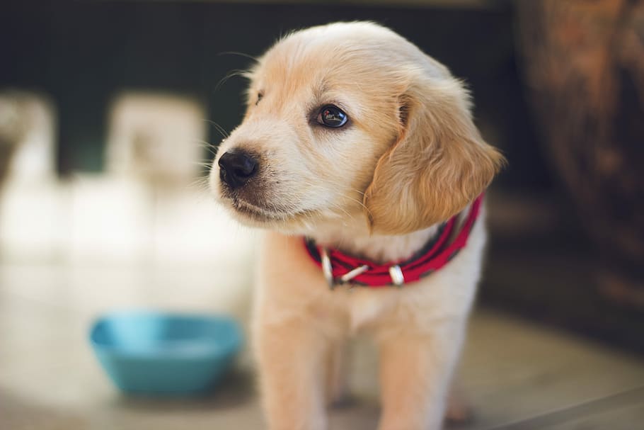 selective focus photography of short-coated brown puppy facing right side, tilt shift focus photography of golden retriever puppy