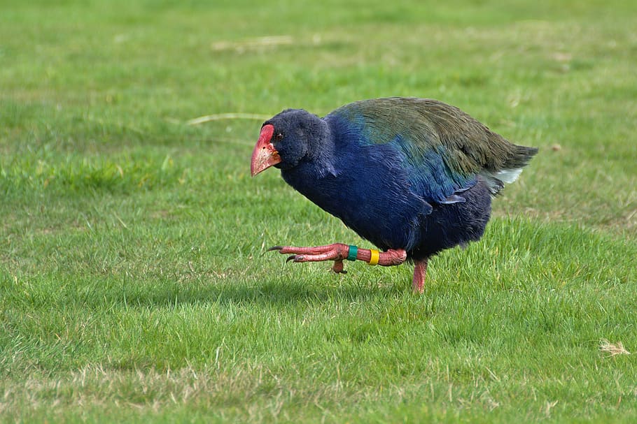 green, grass, bird, chicken, animal themes, vertebrate, one animal HD wallpaper