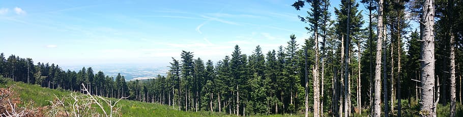 mountain, forest, landscape, nature, trees, alps, hiking, view HD wallpaper