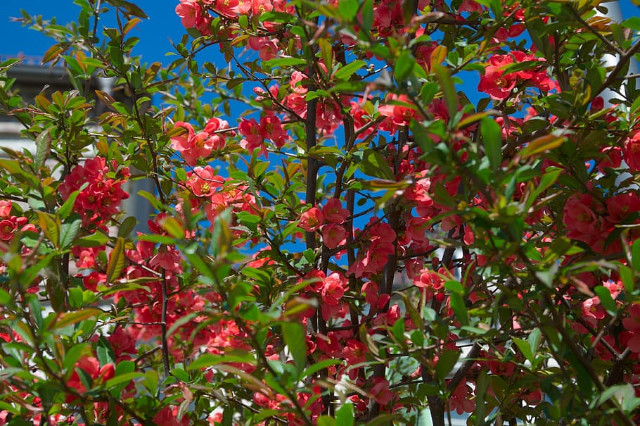 garden, sky, flowers, tree, blue, red, growth, plant part, leaf HD wallpaper