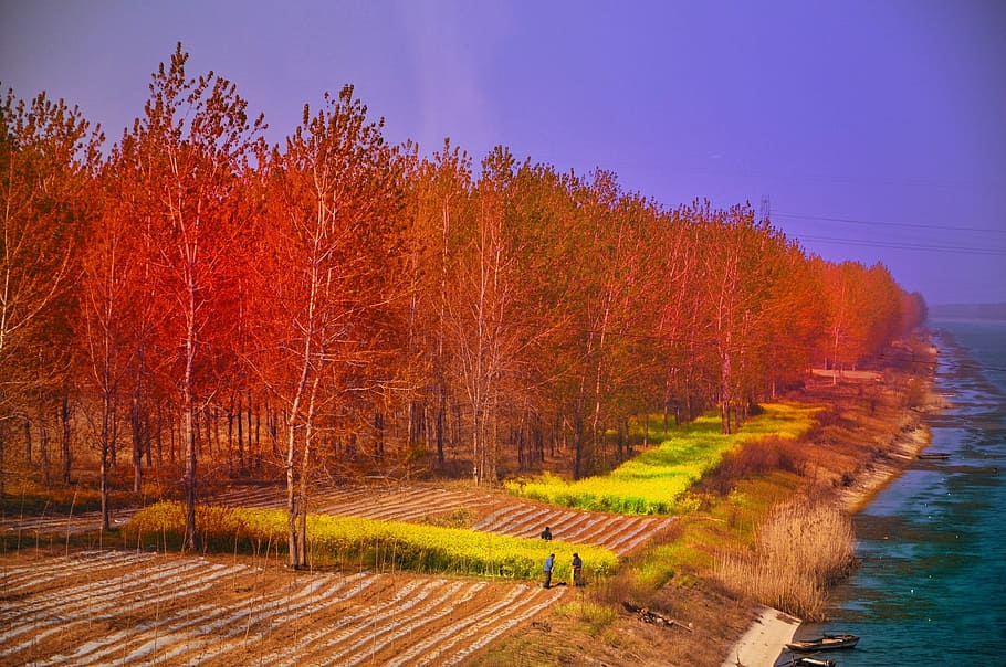 China, Forest, Trees, Spring, Colorful, river, autumn, woodland HD wallpaper