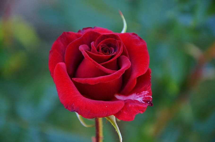 rose, red, flower, spring, summer, floral, leaf, nature, green HD wallpaper