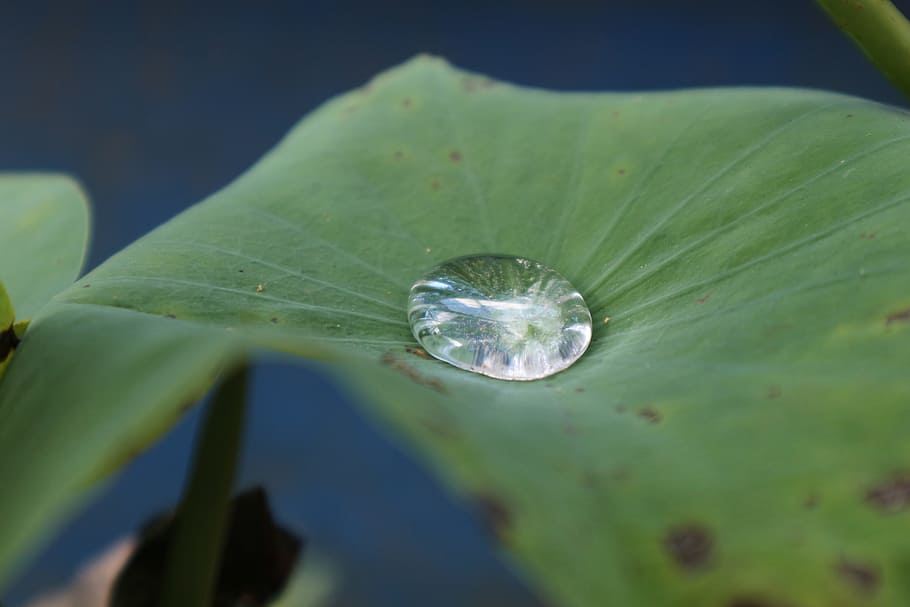 lotus leaf, dew, green, plant part, water, drop, close-up, nature HD wallpaper