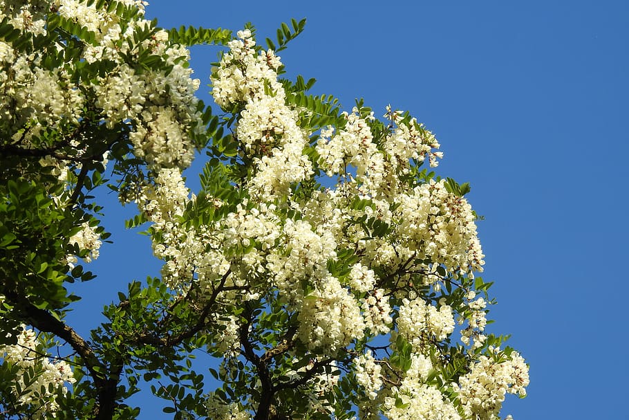 acacia, sky, blue sky, tree, plants, flowering, nature, white flowers, HD wallpaper