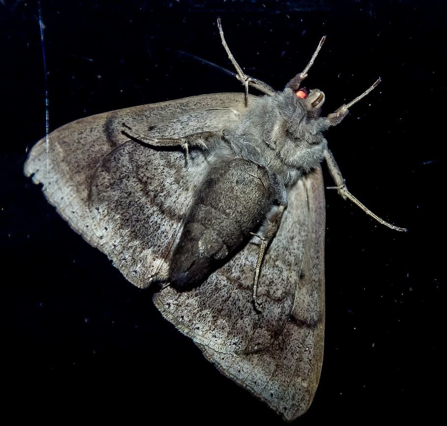 moth, large, insect, grey, underside, pattern, wild, wing, night HD wallpaper