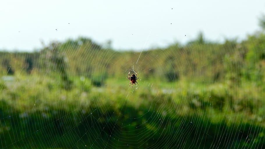 web, spider, network, insects, predator, macro, animals, nature HD wallpaper