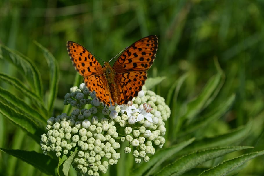 brown butterfly on top of green flower buds, coloring, insecta HD wallpaper