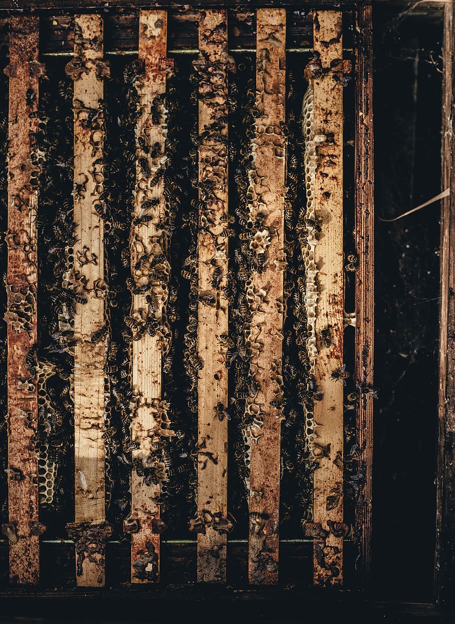 Bees inside the wooden cage, closeup photo of honeycomb, hive
