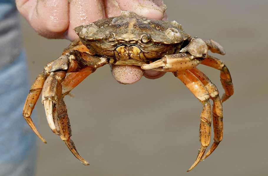 Cancer, Crab, Shellfish, Beach, Pliers, public record, eyes HD wallpaper
