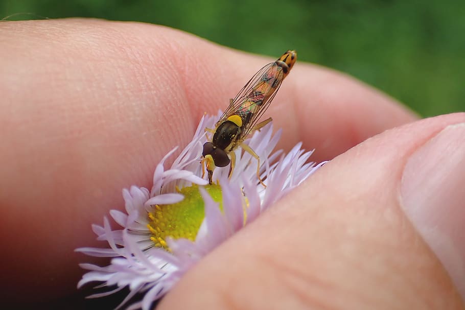 nature, close, insect, hoverfly, blossom, bloom, human body part HD wallpaper