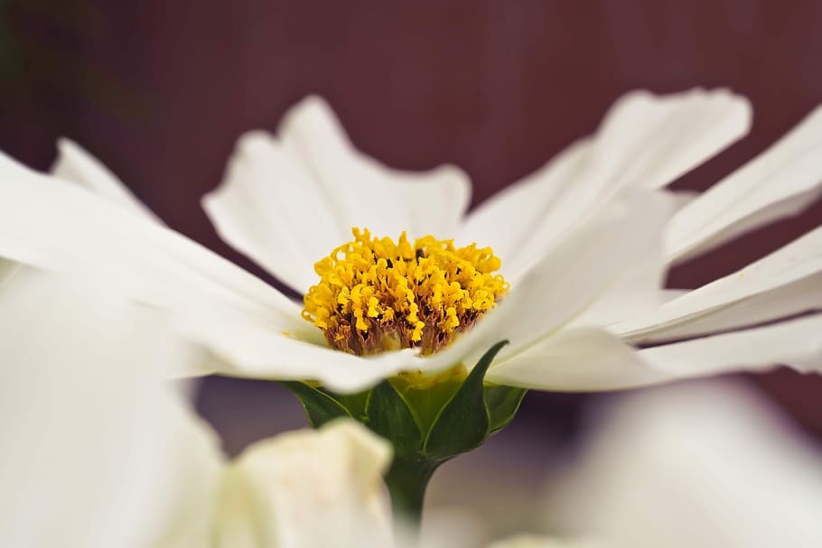 flower, gerbera, blossom, bloom, nature, close, yellow, colorful HD wallpaper