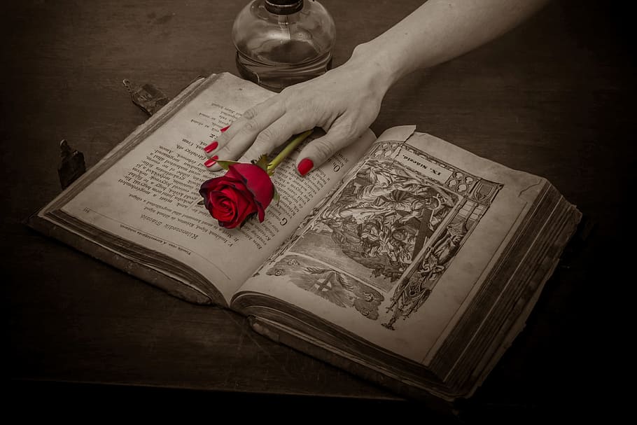selective color photography of person holding red rose on opened book HD wallpaper