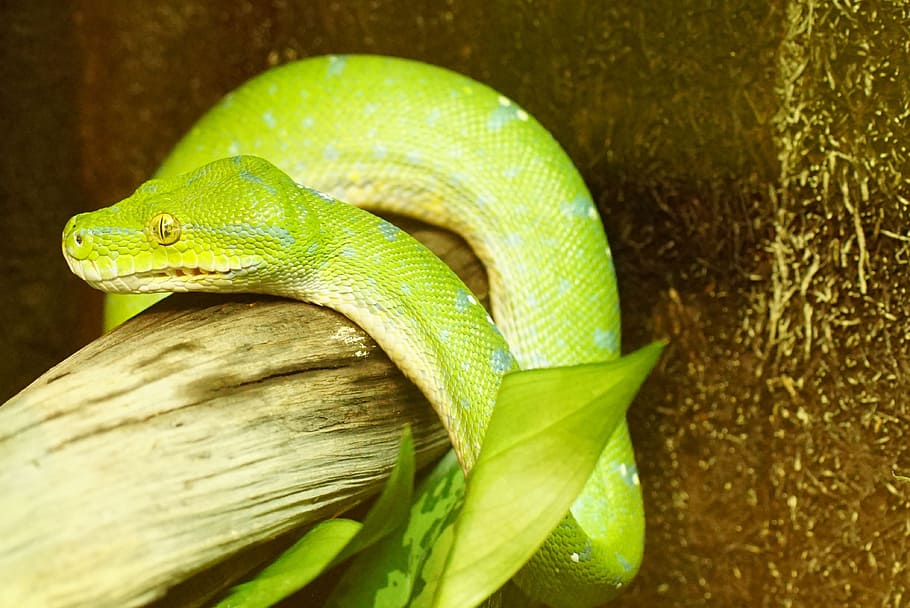 green tree python, snake, non toxic, animal themes, reptile HD wallpaper