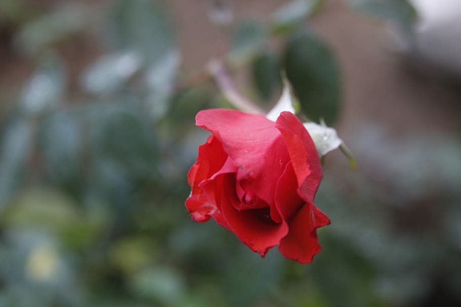 rosa, nature, flowering plant, beauty in nature, petal, fragility HD wallpaper