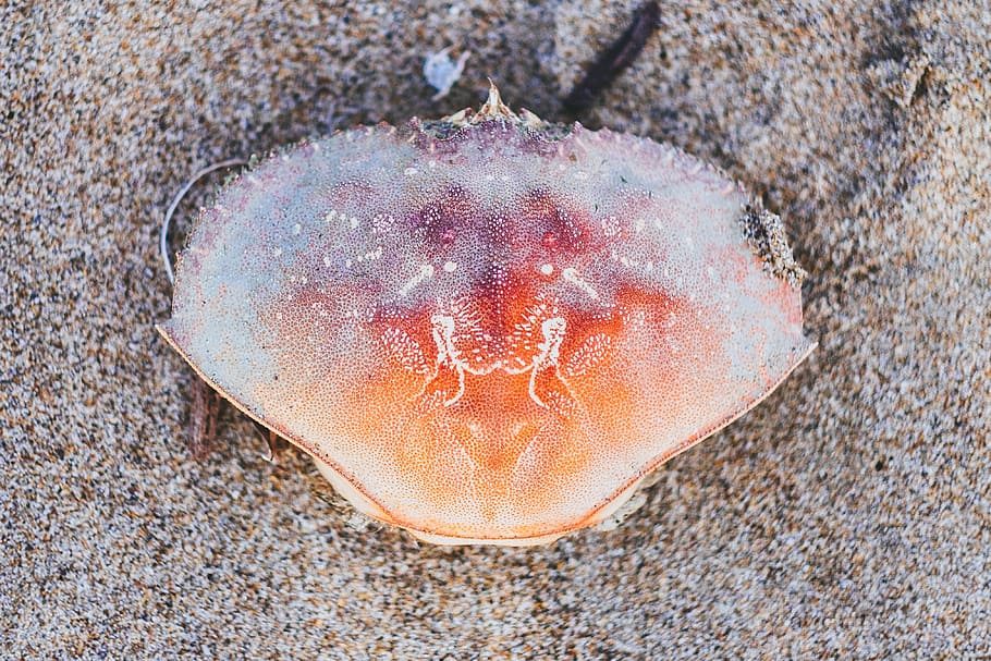 orange crab on brown sand, top view photo of orange crab on brown sand HD wallpaper