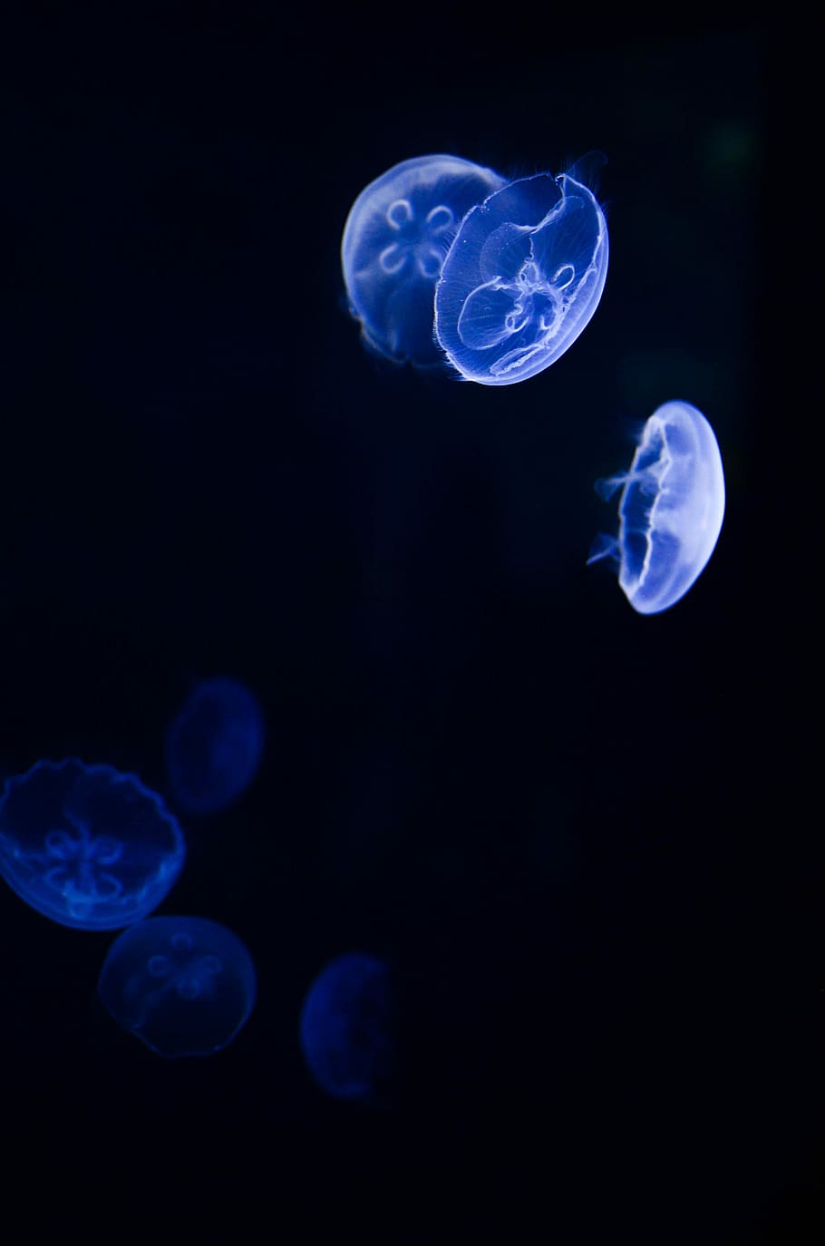 HD wallpaper: white moon jellyfish, underwater photography of white  angelfish | Wallpaper Flare