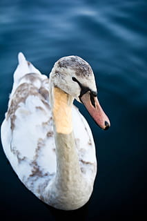 white and black swan on body of water, white and gray duck on body of water HD wallpaper