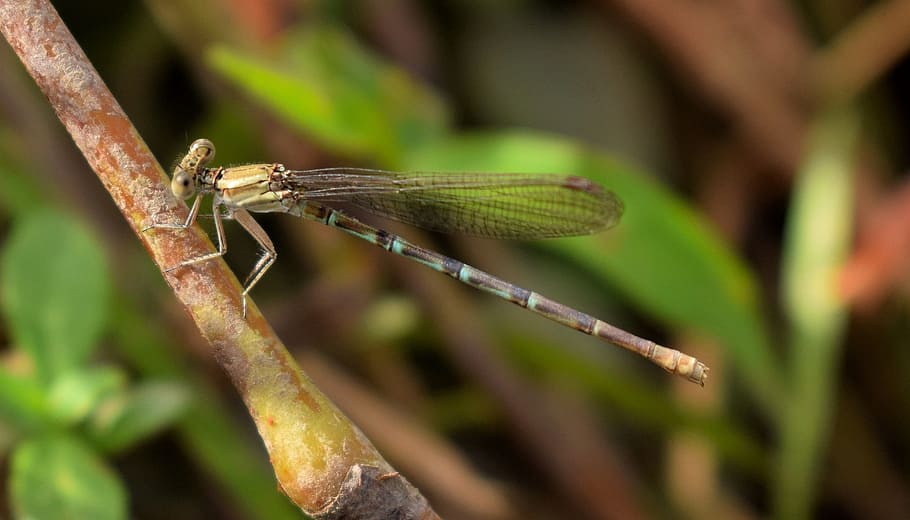 Damselfly, Insect, Winged, insectoid, bug, flying insect, winged insect HD wallpaper