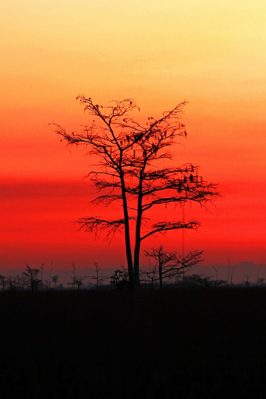 Sunset, Landscape, Colorful, Tree, sky, everglades, clouds HD wallpaper