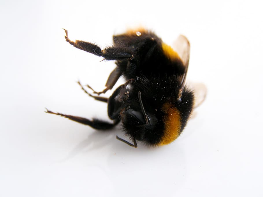 Bumblebee, Nature, Wildlife, dead bumblebee, insect, animal HD wallpaper