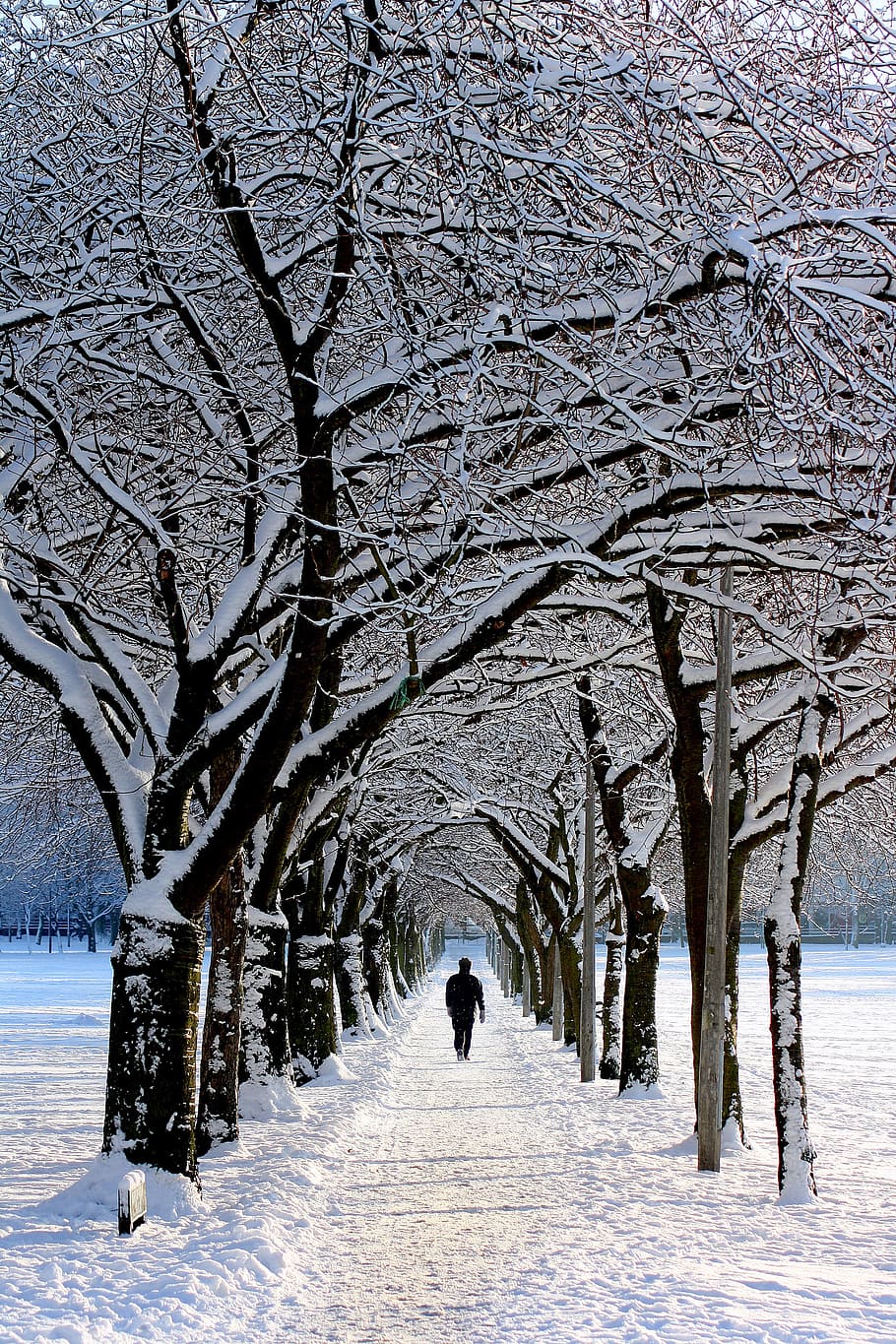 Man in Black Jacket Walking on Snowy Tree during Daytime, alone HD wallpaper