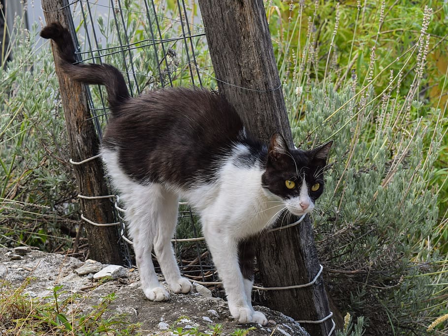 cat, stray, animal, cute, kitty, nature, outdoors, looking HD wallpaper