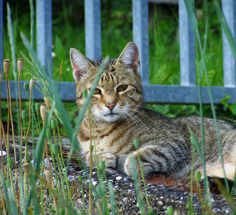 cat, animal, tabby, animal themes, feline, mammal, one animal HD wallpaper