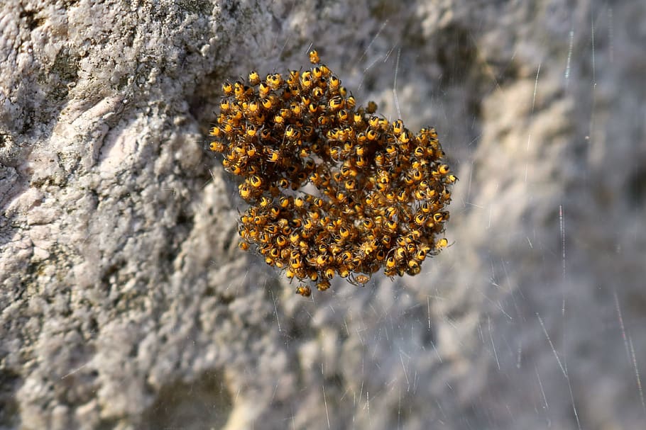 spin, nest, baby spiders, web, arachnids, insect, macro, small spider