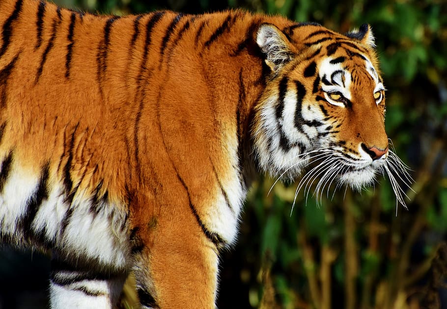 close-up photo of tiger, cat, predator, wildcat, big cat, tiger head HD wallpaper