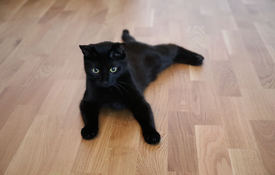 Cat, Animal, Cute, domestic Cat, pets, indoors, flooring, feline HD wallpaper