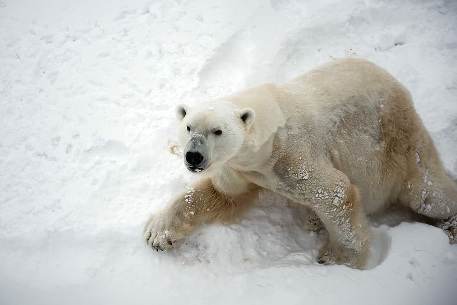 polar bear on snow, polar bear on snowfield during daytime, white HD wallpaper